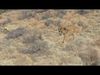 Production Realistic Lion Cub 4K Resolution Low-poly 3D model_1
