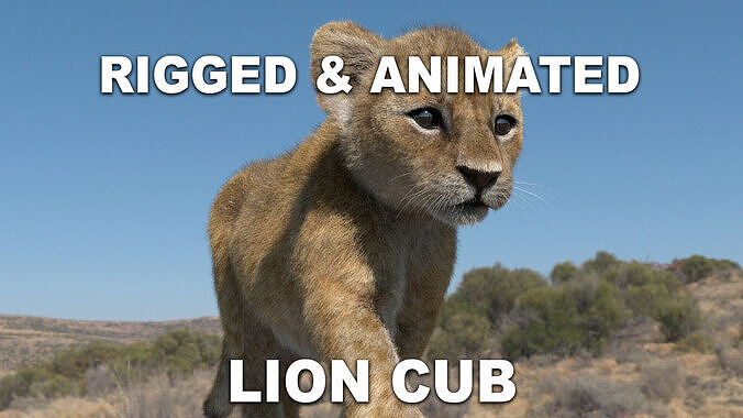 Production Realistic Lion Cub 4K Resolution Low-poly 3D model