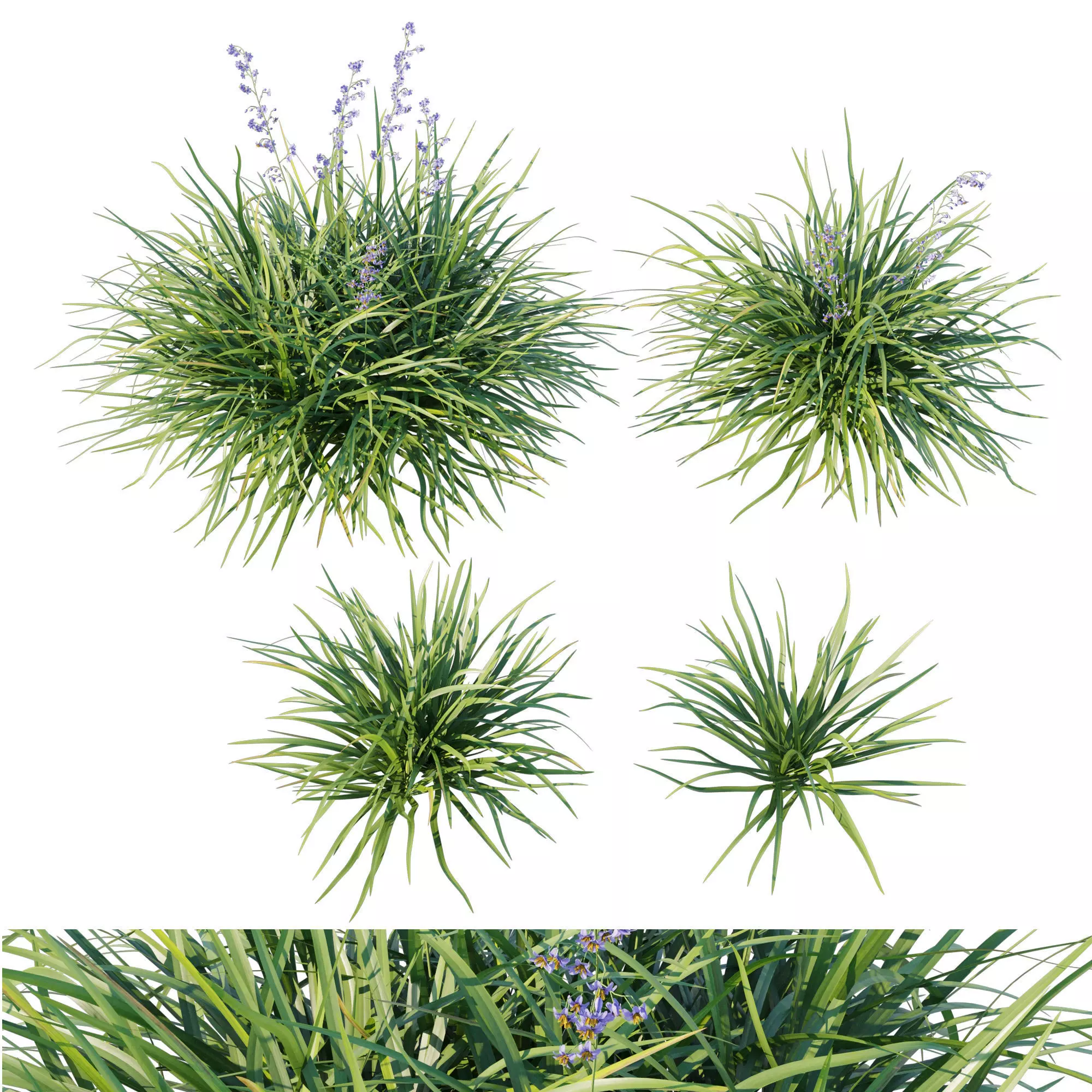Dianella caerulea grass 3D model