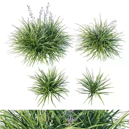 Dianella caerulea grass