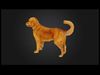 Golden Retriever Dog Low-poly 3D model_1