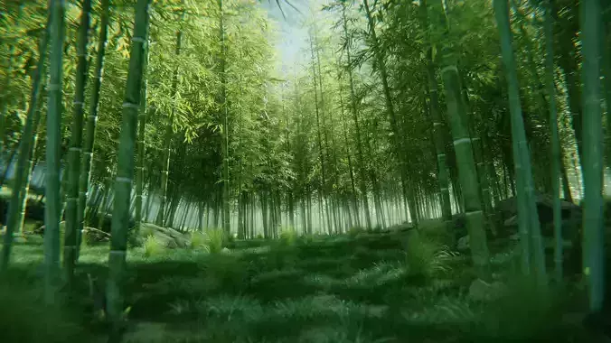 Bamboo Forest