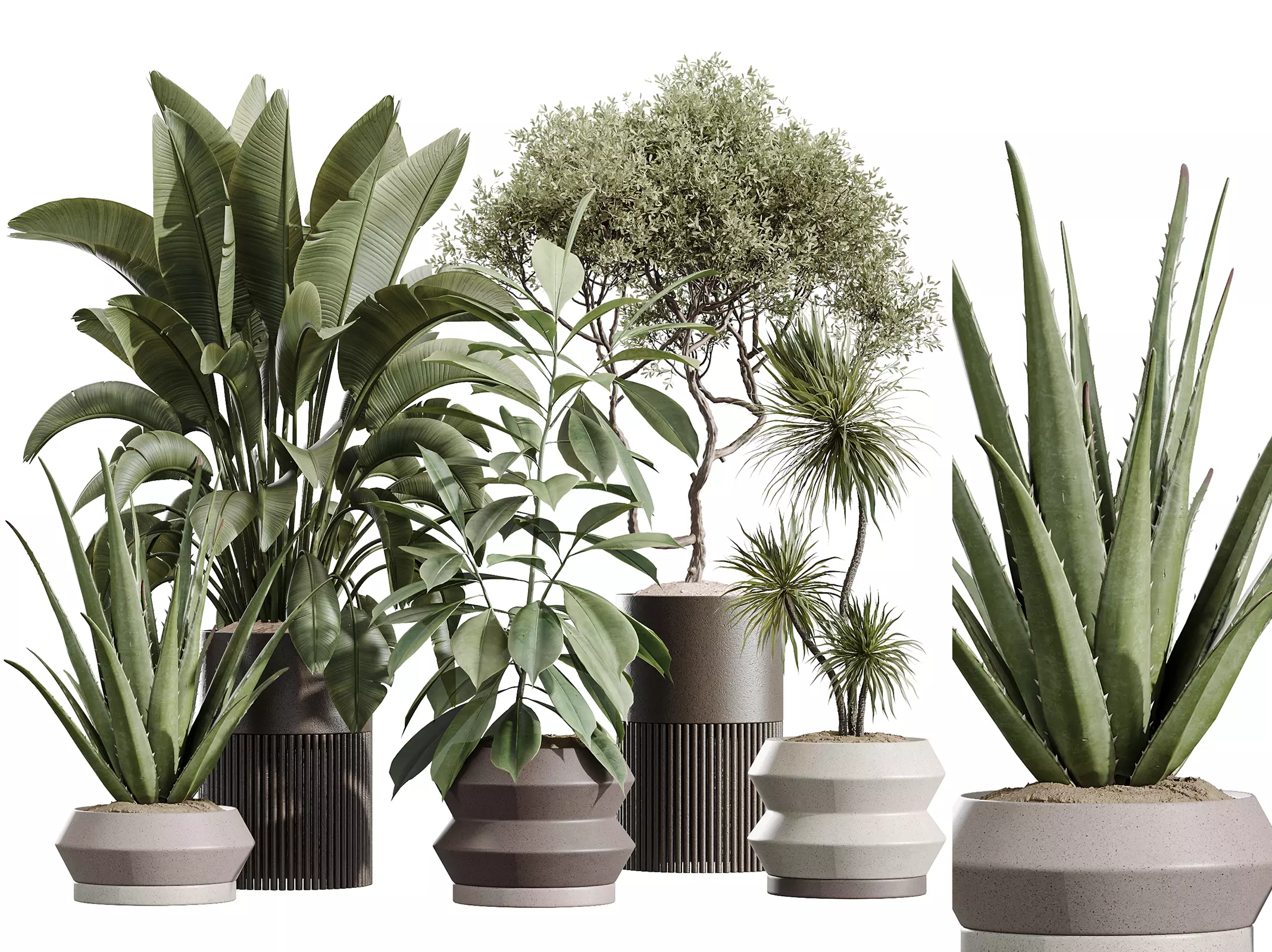 AV Indoor Plants Set 256 Olive Banana Yucca Palm Aloe Vera Ficus 3D model