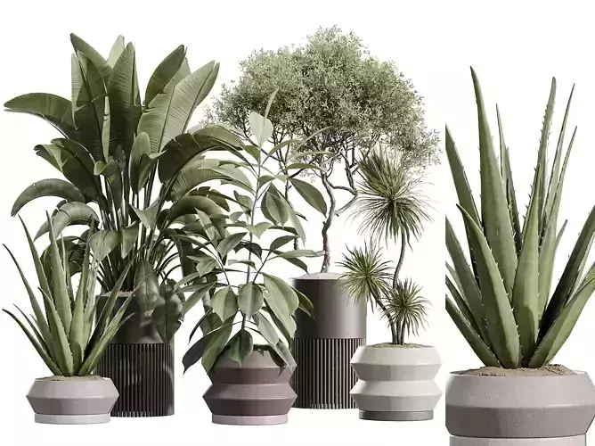 AV Indoor Plants Set 256 Olive Banana Yucca Palm Aloe Vera Ficus