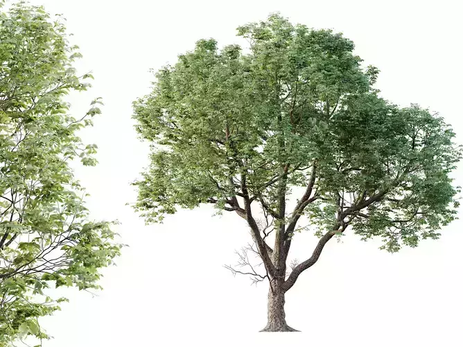 AV Plants Celtis laevigata Sugarberry Hackberry03 3D model