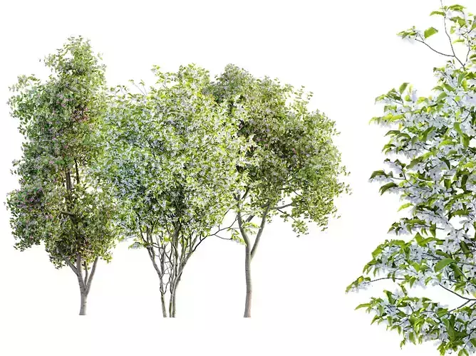 AV Spring blooming trees Orchid Geranium and Amelanchier