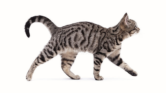 Grey Tabby Cat with Rigging and Animation 3D model