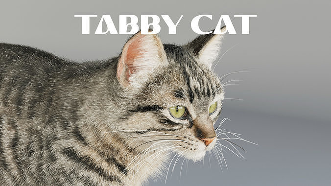Grey Tabby Cat with Rigging and Animations Free 3D model