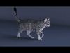 Grey Tabby Cat with Rigging and Animations Free 3D model_1