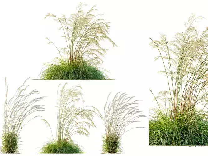 AV Stipa Golden Oats Windy and Calamagrostis Karl Foerster