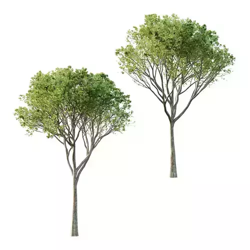 Acer Pseudoplatanus spring trees 07