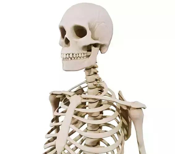 Realistic Human Skeleton 3D Model