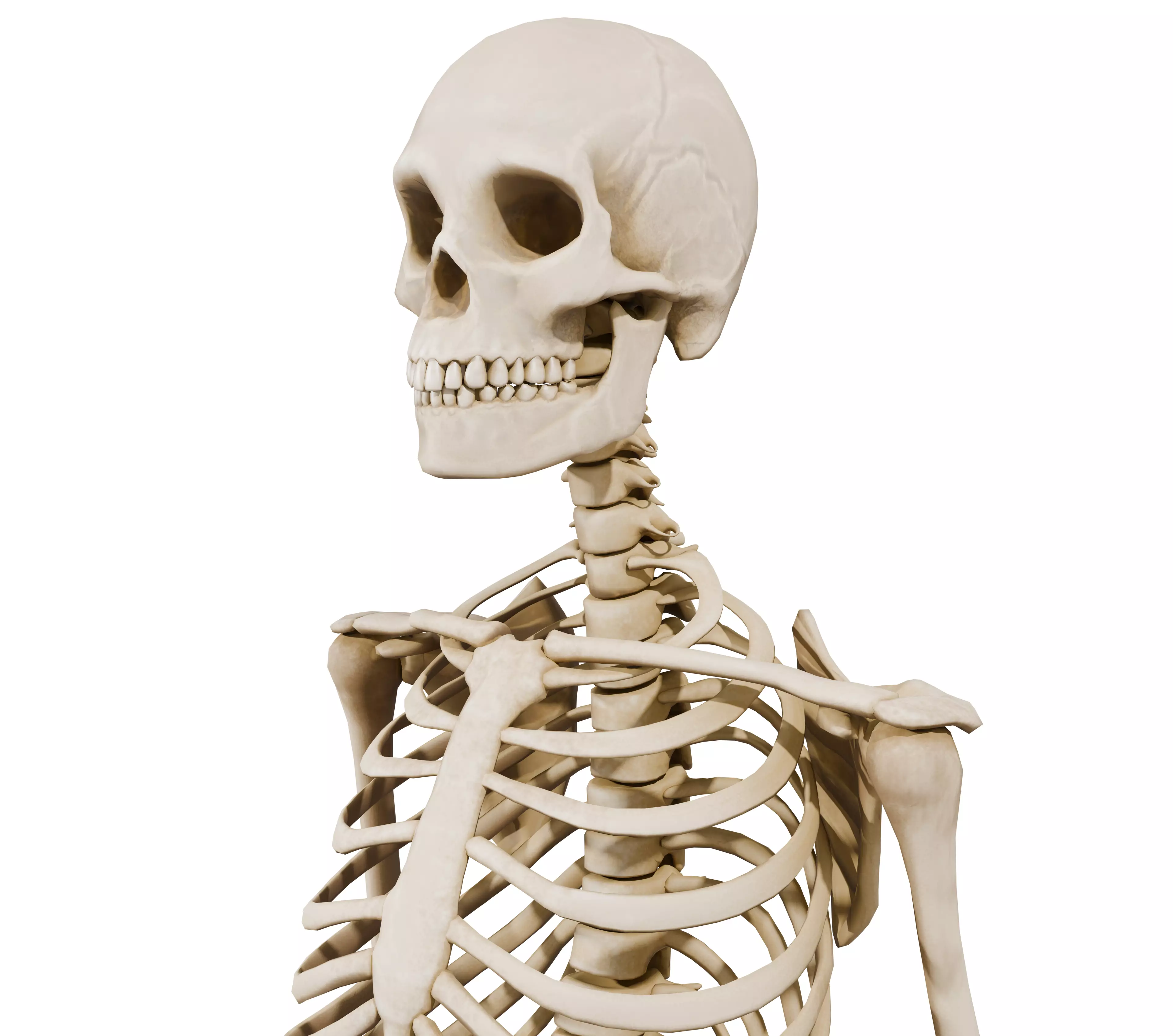 Realistic Human Skeleton 3D Model 3D model
