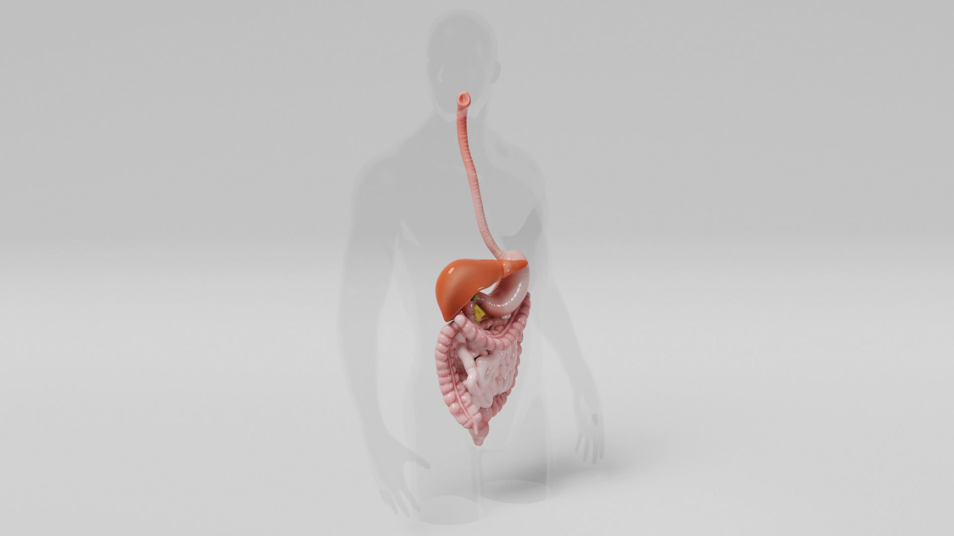 Gastrointestinal human digestive system - stomach 3D model_5