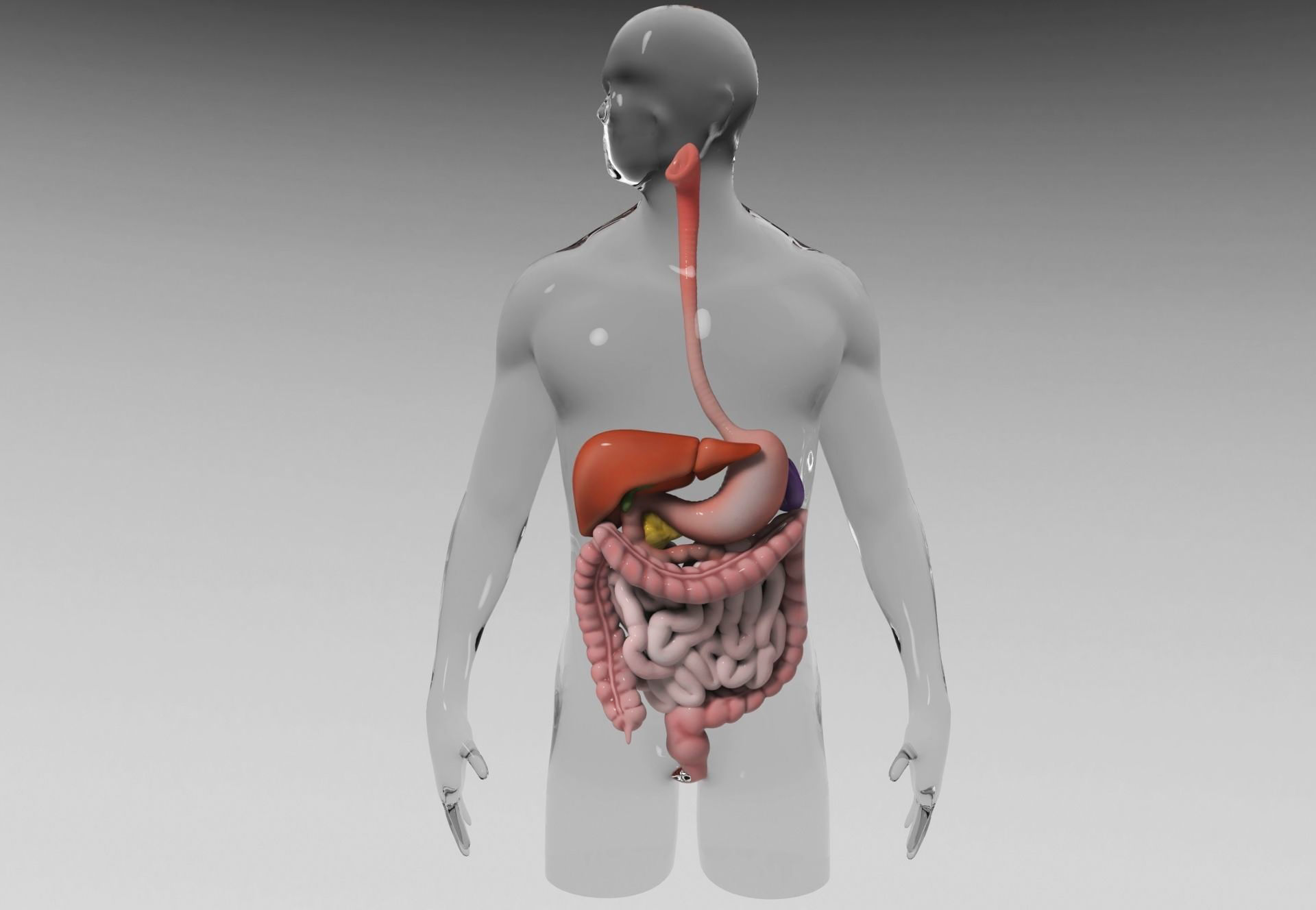 Gastrointestinal human digestive system - stomach 3D model_1