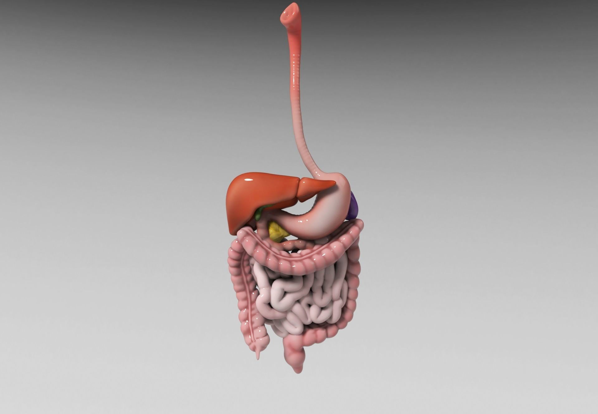 Gastrointestinal human digestive system - stomach 3D model_3