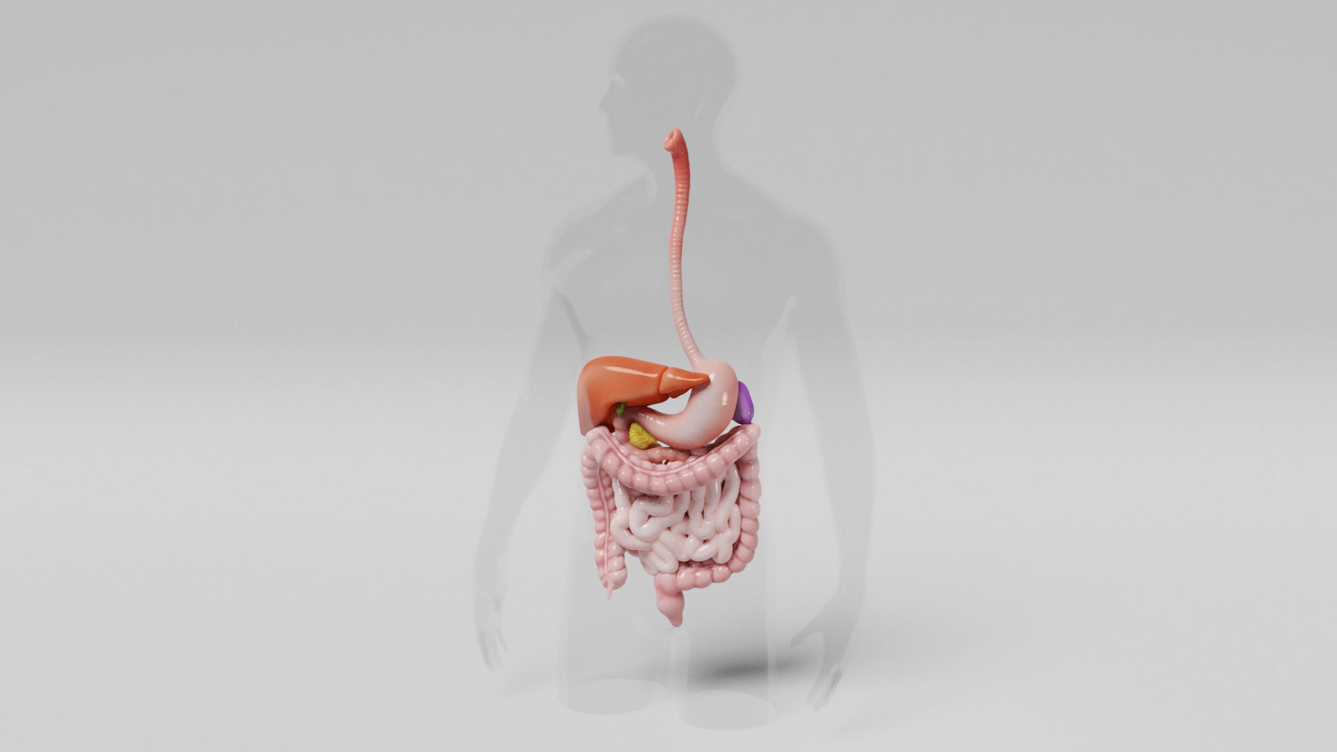 Gastrointestinal human digestive system - stomach 3D model_13