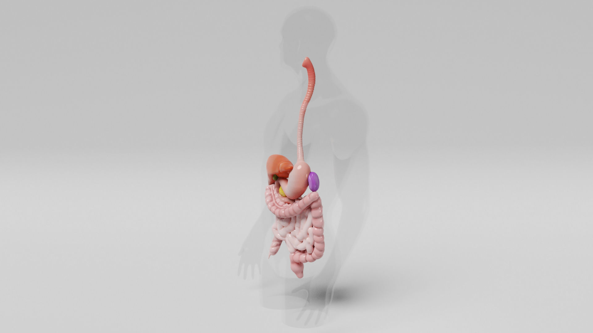 Gastrointestinal human digestive system - stomach 3D model_19
