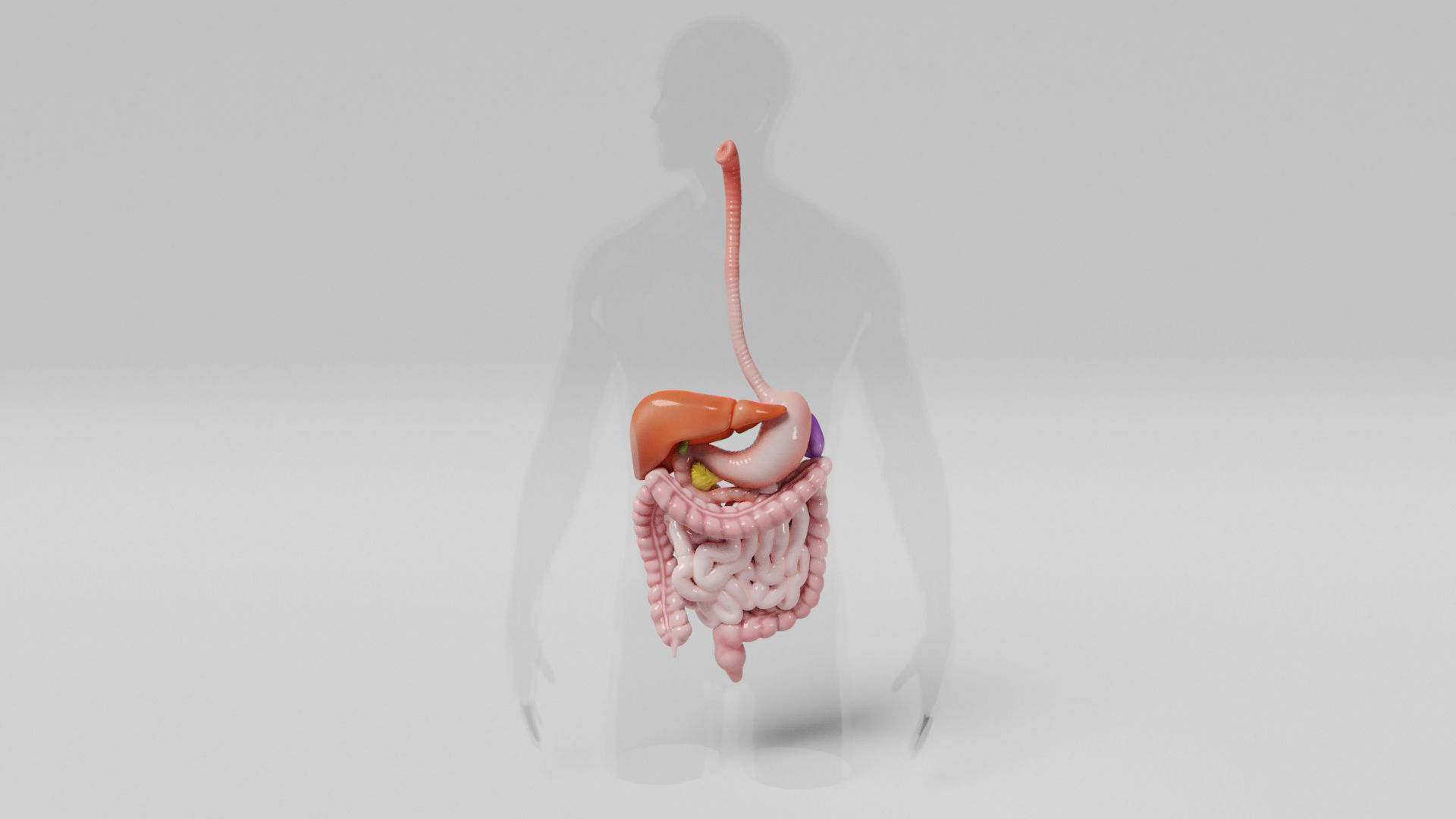 Gastrointestinal human digestive system - stomach 3D model_11