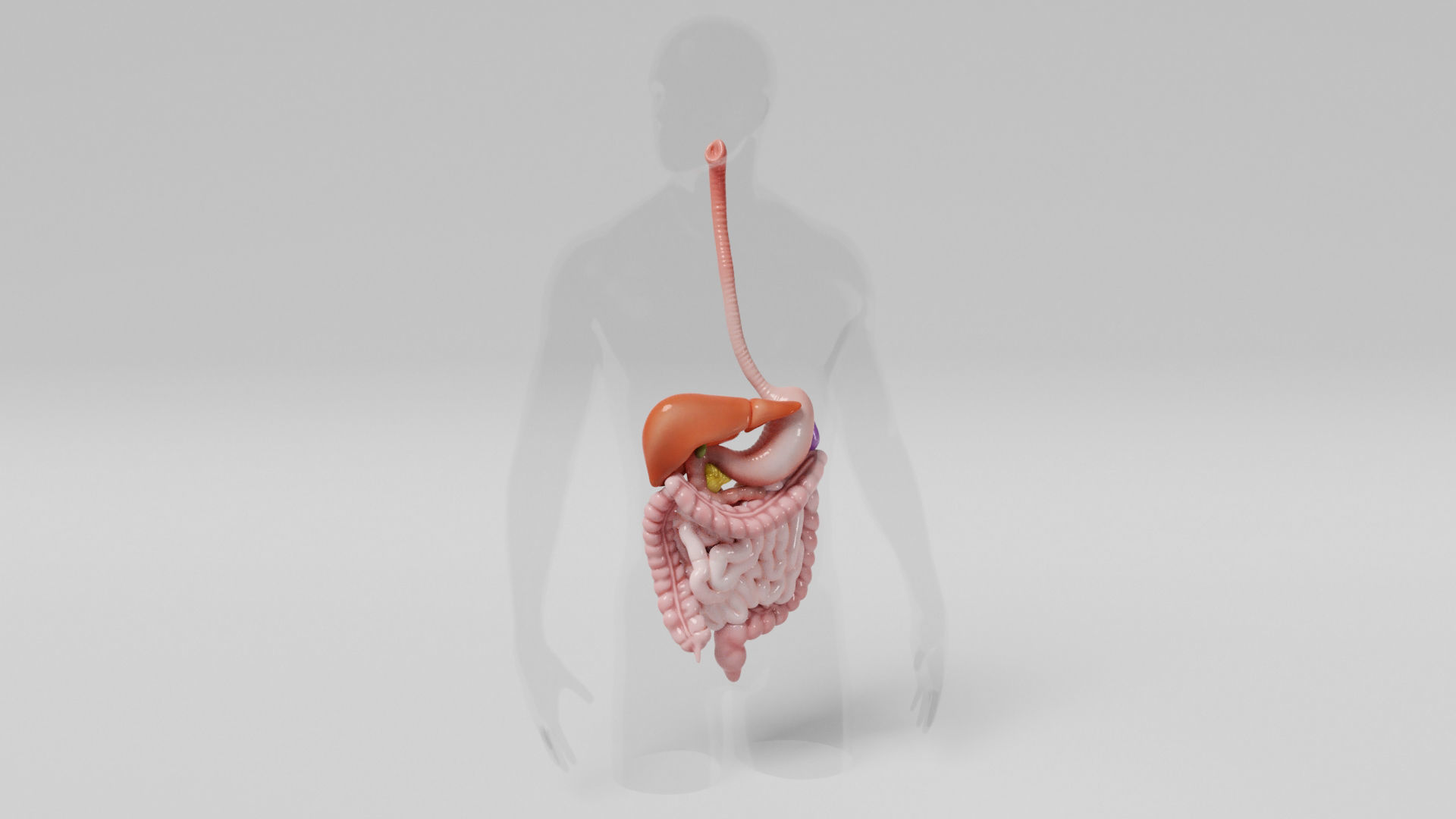 Gastrointestinal human digestive system - stomach 3D model_8