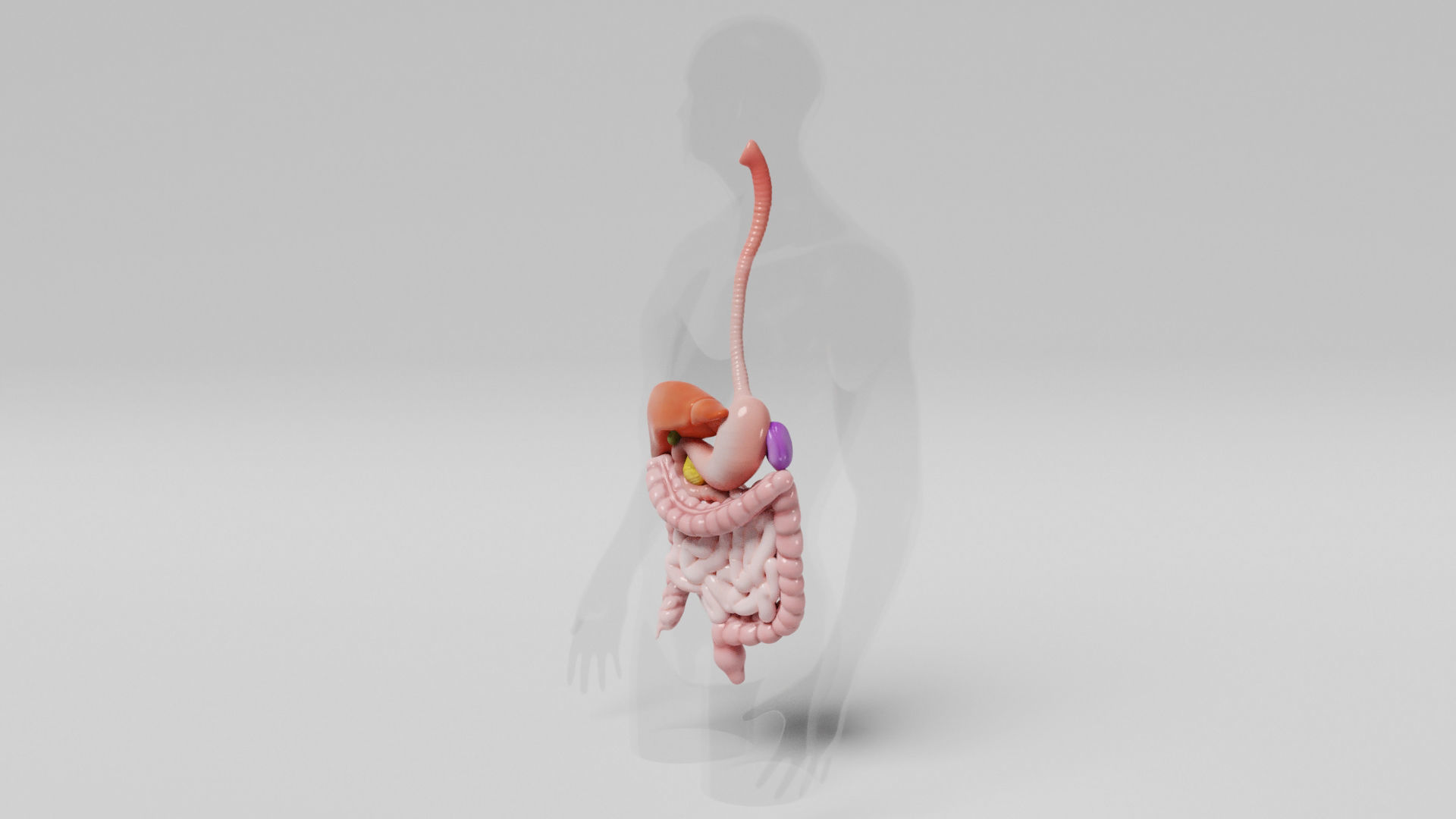 Gastrointestinal human digestive system - stomach 3D model_18