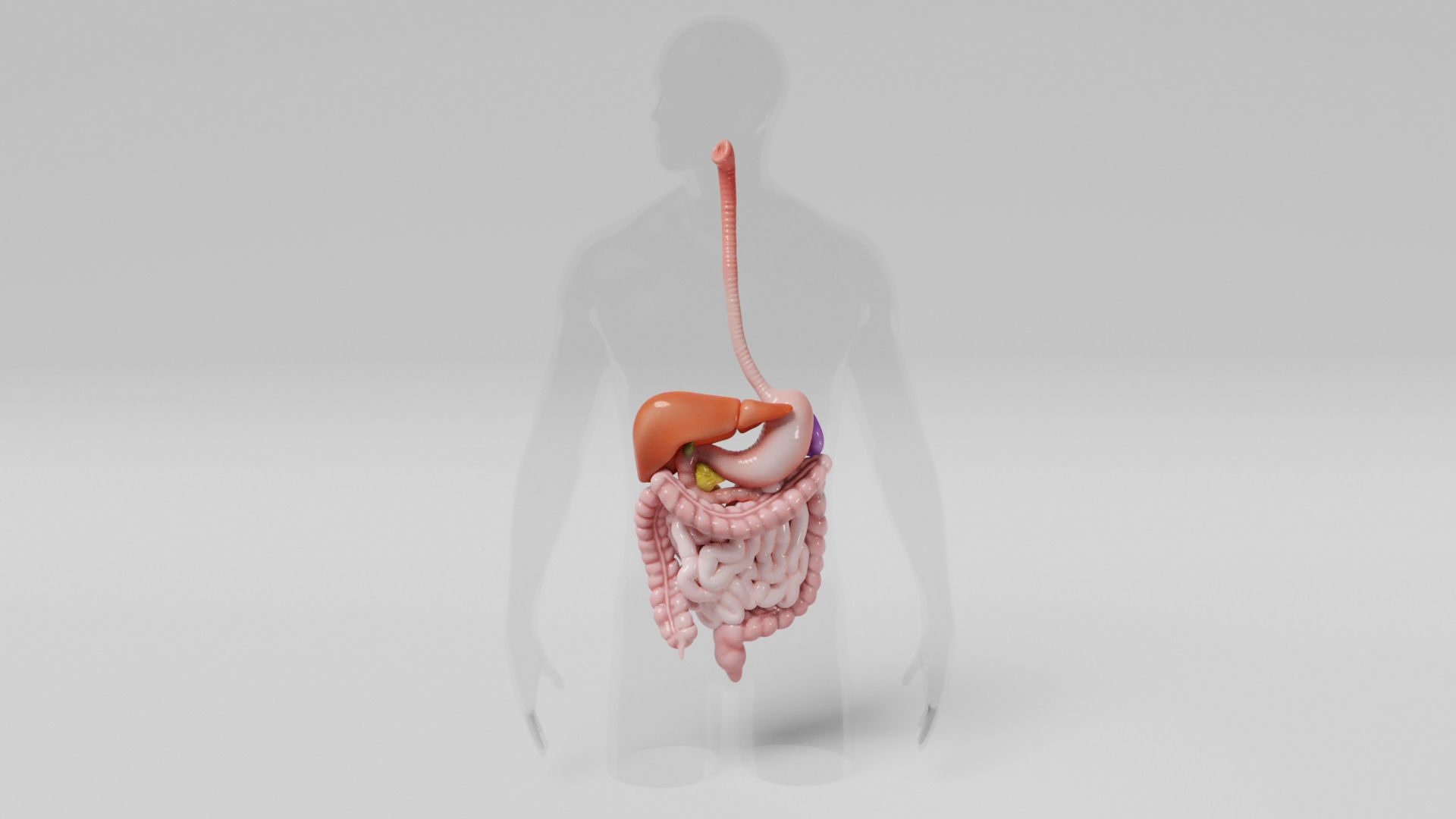Gastrointestinal human digestive system - stomach 3D model_10