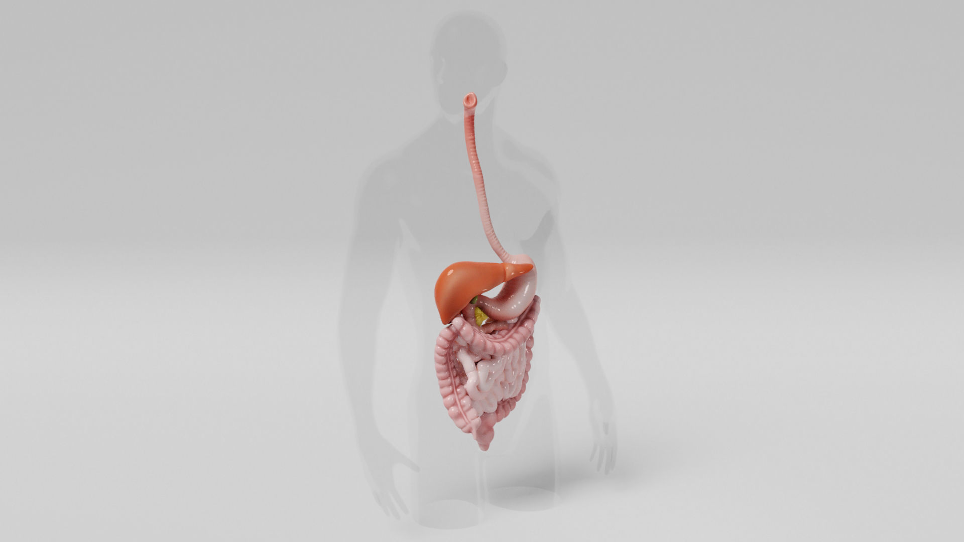 Gastrointestinal human digestive system - stomach 3D model_6