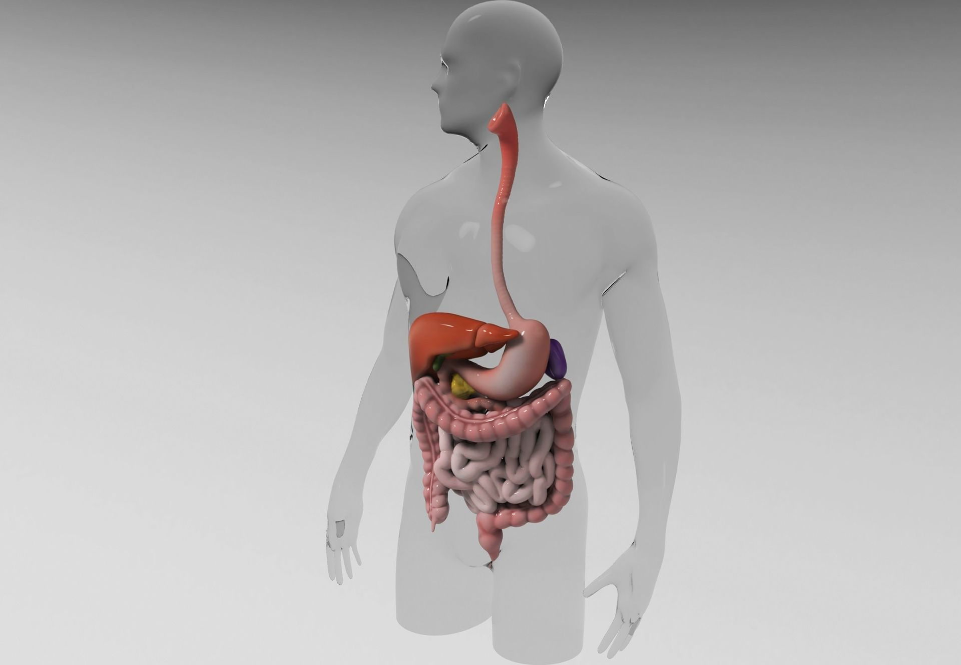 Gastrointestinal human digestive system - stomach 3D model_2