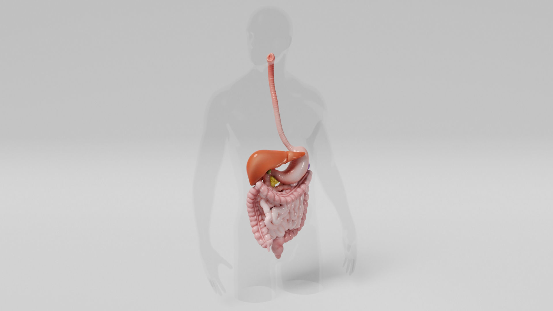 Gastrointestinal human digestive system - stomach 3D model_7