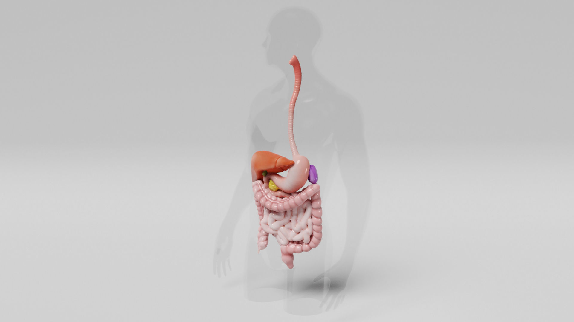 Gastrointestinal human digestive system - stomach 3D model_16