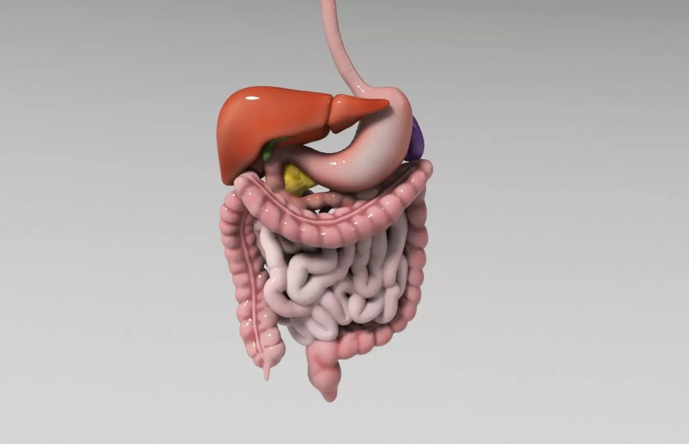 Gastrointestinal human digestive system - stomach 3D model_0