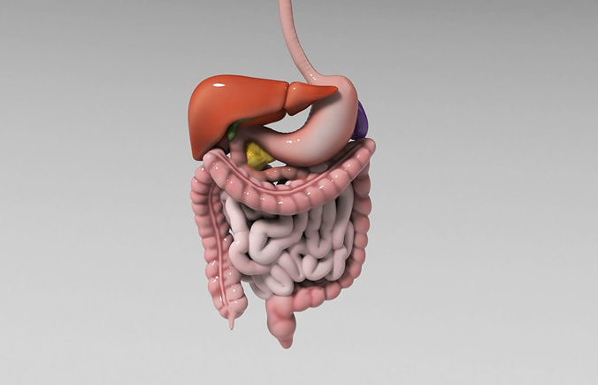 Gastrointestinal human digestive system - stomach 3D model