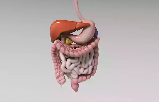 Gastrointestinal human digestive system - stomach 3D model