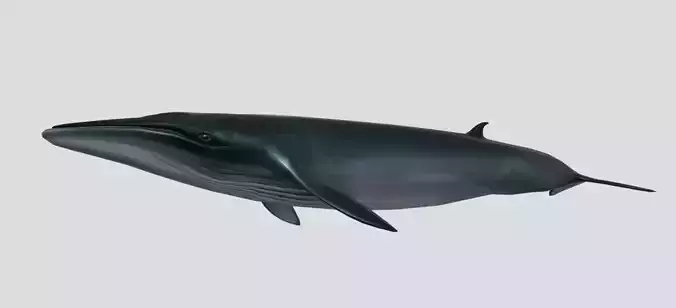 Low Poly Whale Game Asset