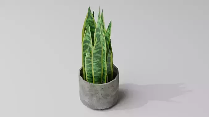Snake Plant Low-poly 3D model