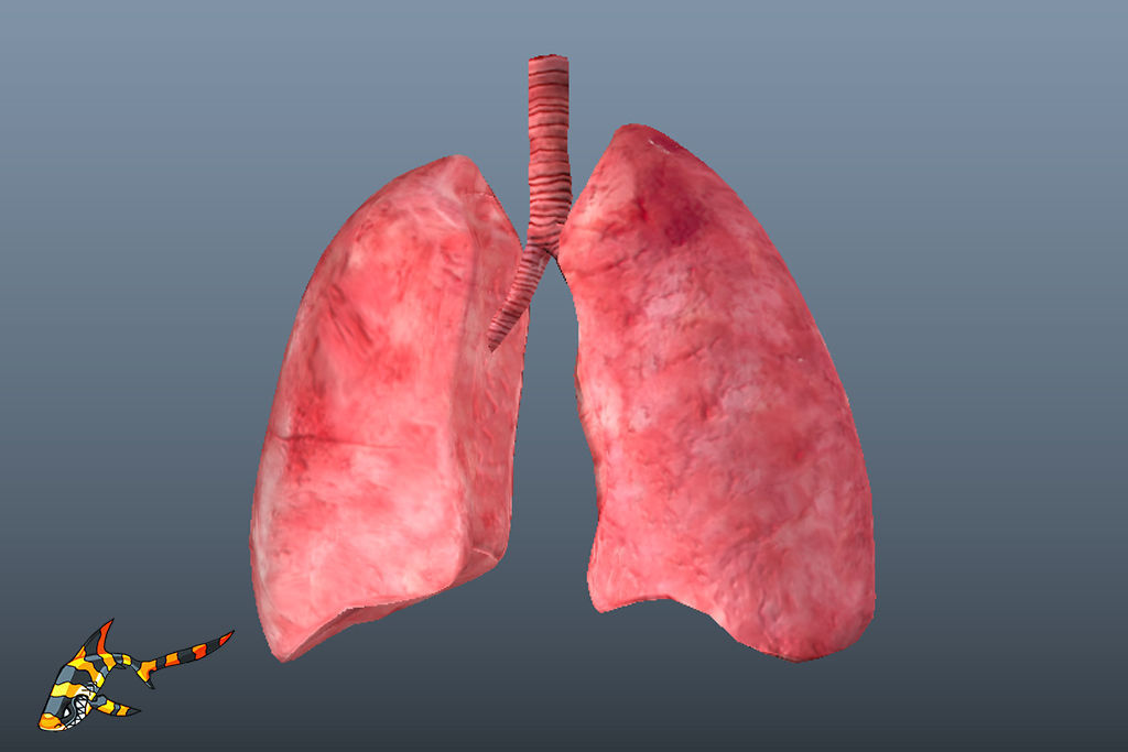 Cross Section Human Lungs Low-poly 3D model_3