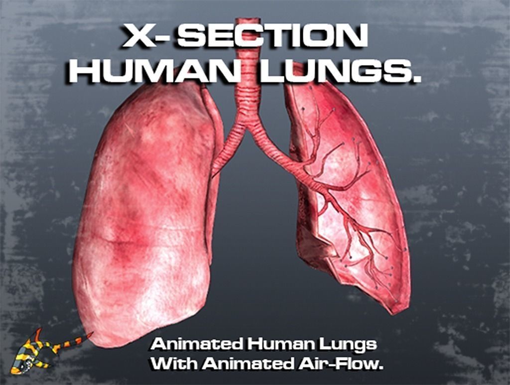 Cross Section Human Lungs Low-poly 3D model_0