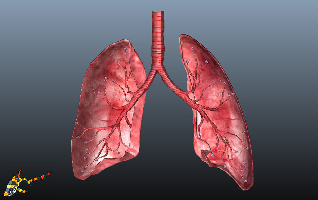 Cross Section Human Lungs Low-poly 3D model_5