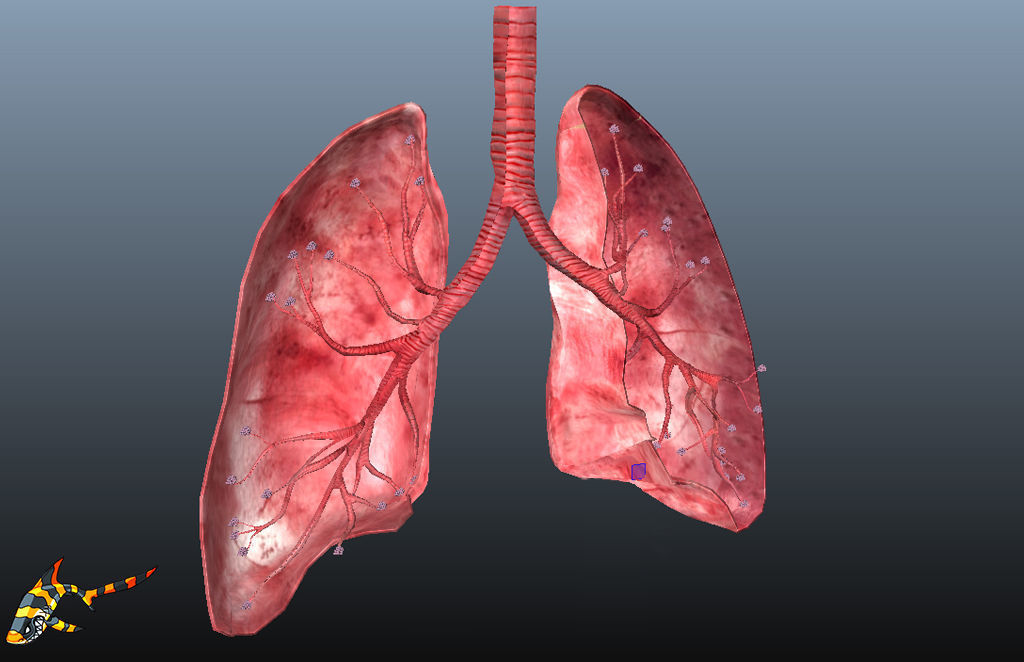 Cross Section Human Lungs Low-poly 3D model_6