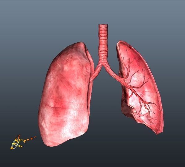 Cross Section Human Lungs Low-poly 3D model_2