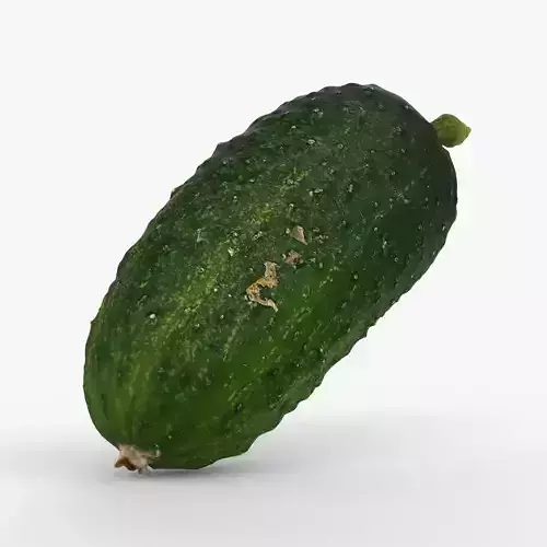 Photorealistic 3D scan of cucumber - Fresh Whole Vegetable
