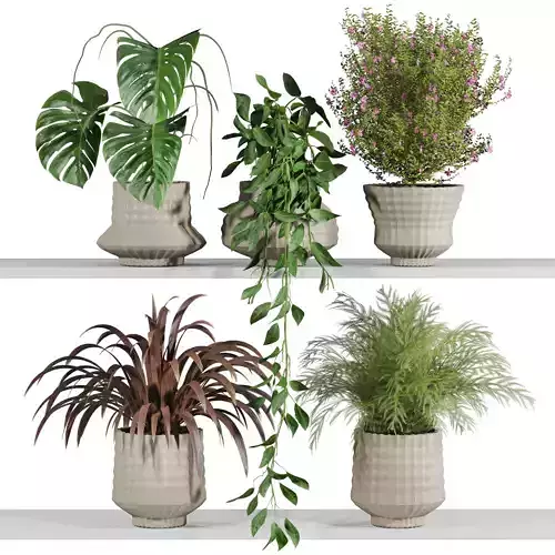 plants on shelf