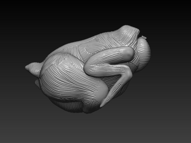 Chicken Anatomy 3D print model_3