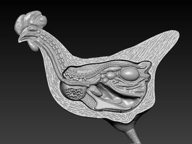 Chicken Anatomy 3D print model_0