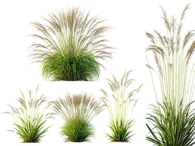 AV Molinia Caerulea Heidebraut Kleines Pfeifengras grasses 3D model