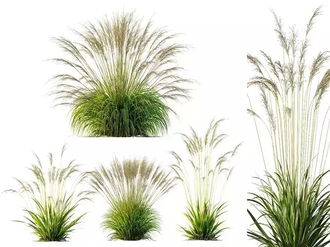 AV Molinia Caerulea Heidebraut Kleines Pfeifengras grasses
