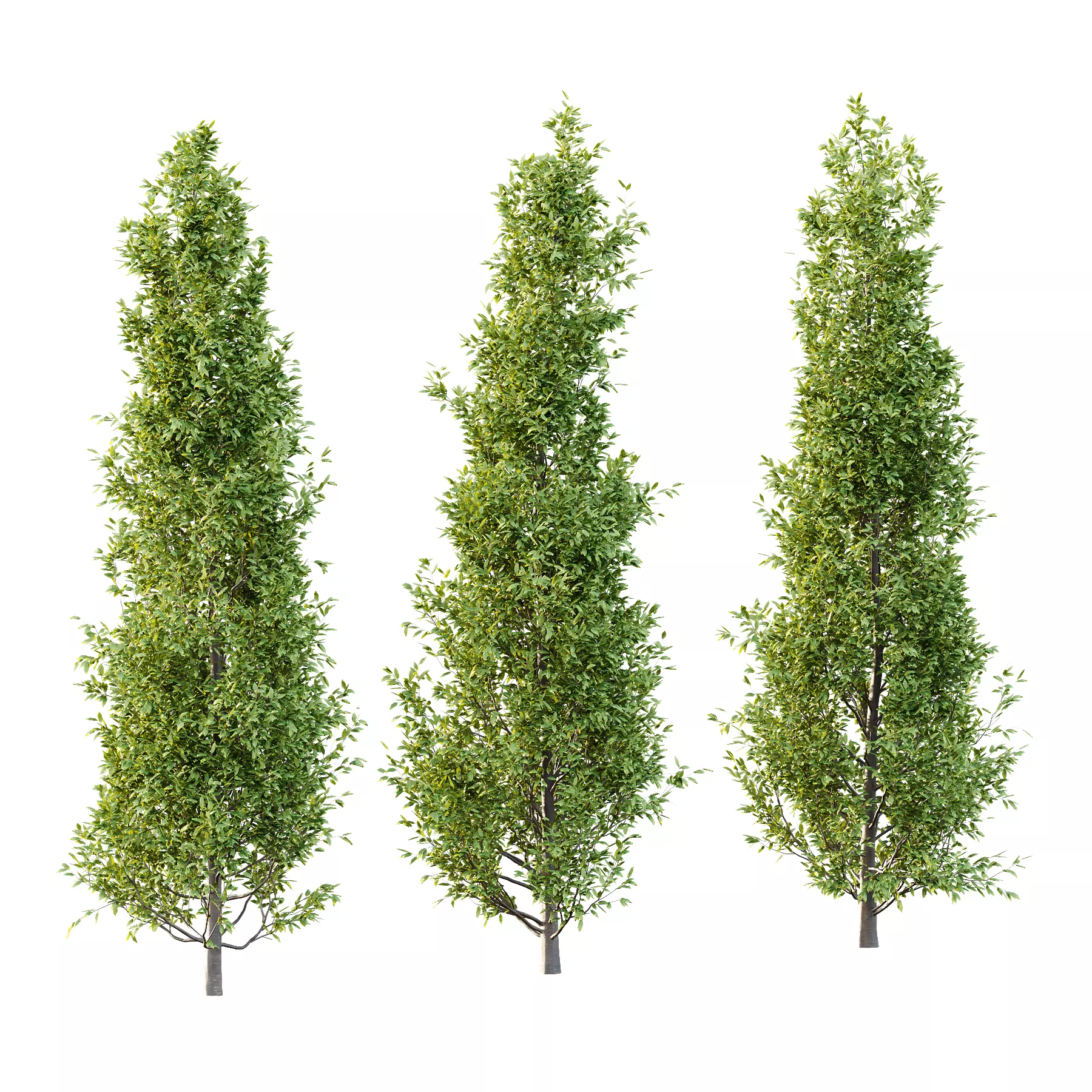 Fagus Grandifolia Tree 01 3D model_0