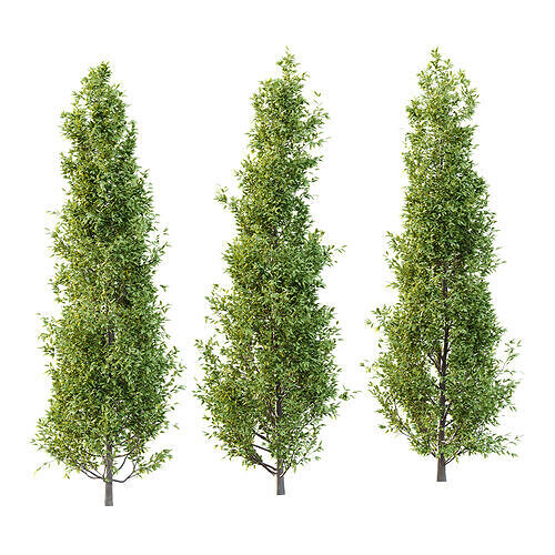 Fagus Grandifolia Tree 01 3D model