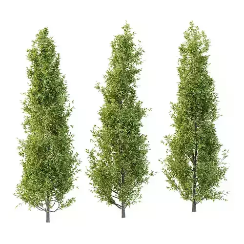 Fagus Grandifolia Tree 01 3D model Fagus Grandifolia Tree 01 3D model