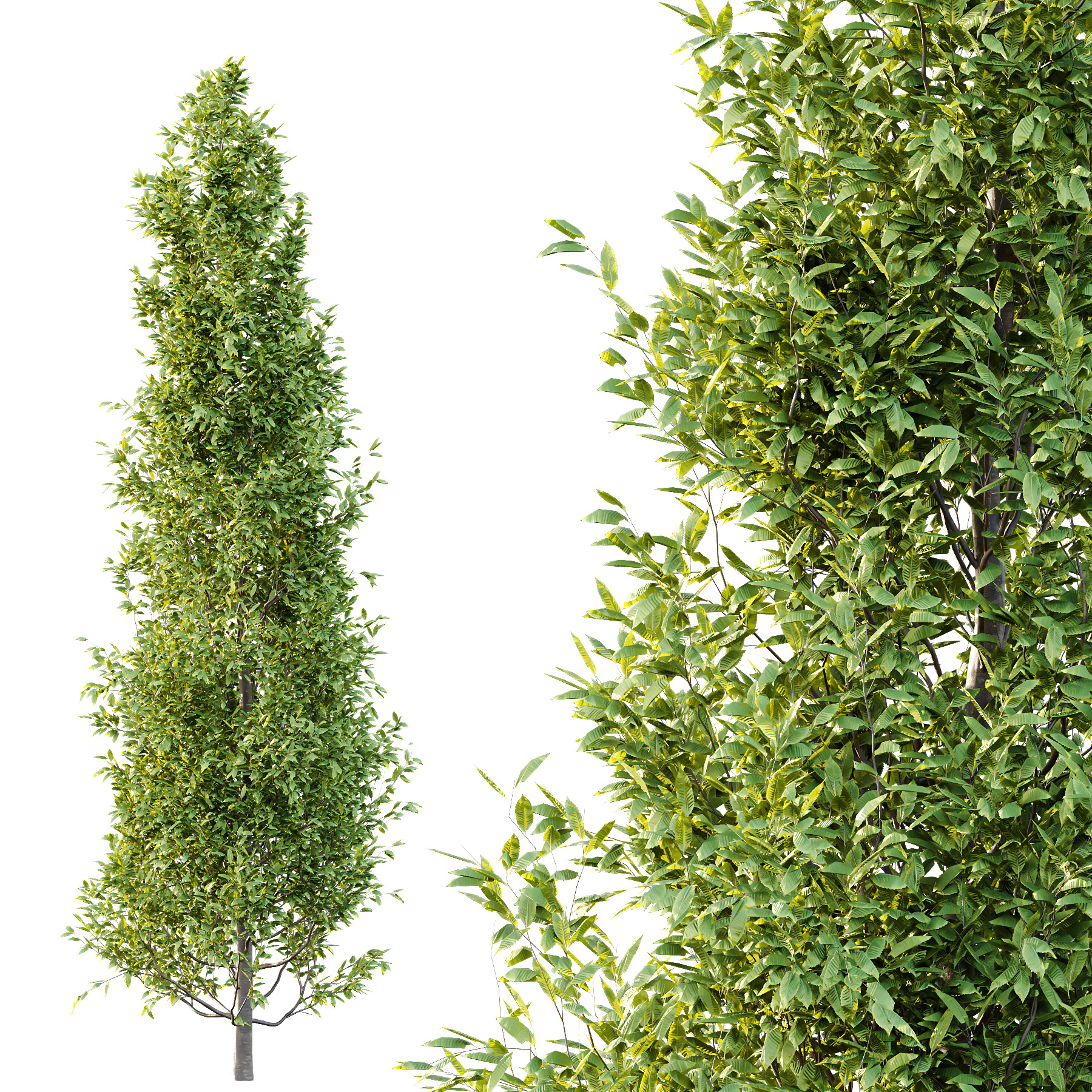 Fagus Grandifolia Tree 01 3D model_1